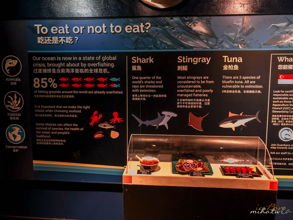 新加坡聖淘沙,新加坡海洋館,S.E.A. Aquarium,新加坡海生館,新加坡好玩