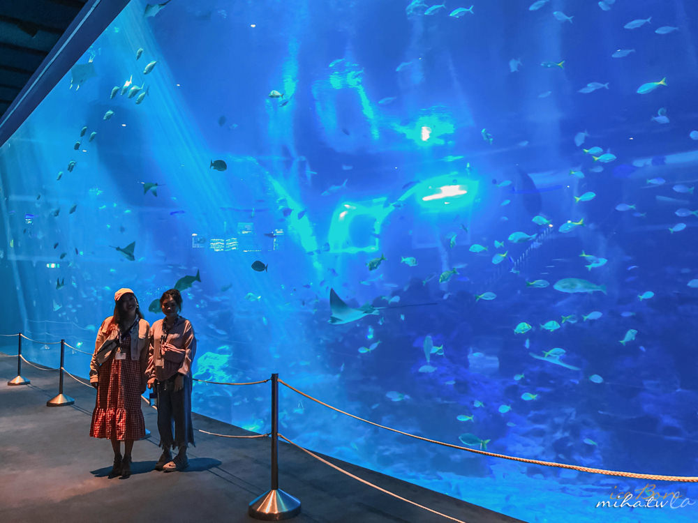 新加坡聖淘沙,新加坡海洋館,S.E.A. Aquarium,新加坡海生館,新加坡好玩