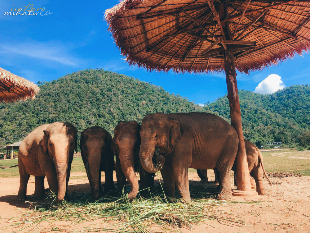 清邁自由行,清邁,清邁景點,清邁大象,大象自然公園,Elephant Nature Park